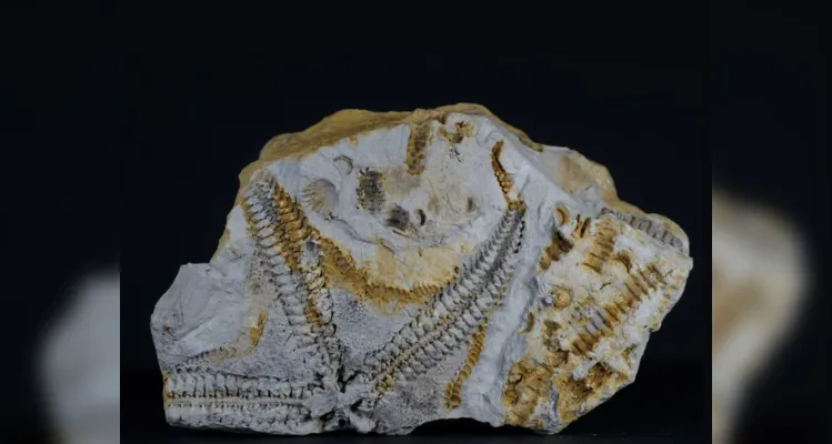 Pesquisa da UFPR descobre fóssil de 400 milhões de anos em PG