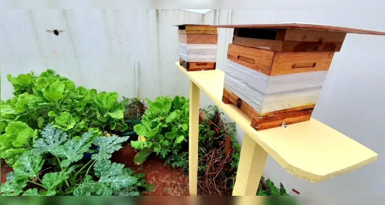 As abelhas convivem com os estudantes e ajudam a polinizar a horta do local.