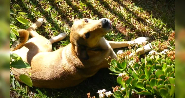 Maia foi vista pela última vez na região do Jardim Paraíso.