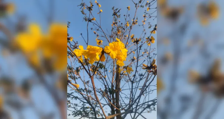 Registros e desenhos mostram ampla imersão dentro da temática e beleza do foco central