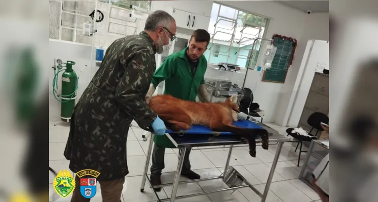 Animais atropelados devem ser encaminhados para atendimento veterinário de urgência