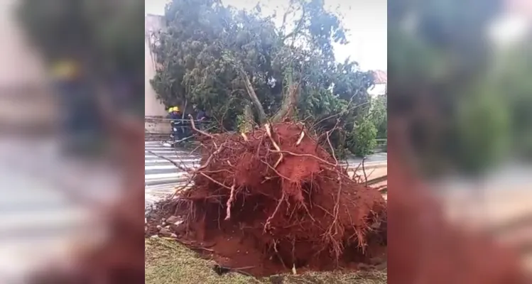 Árvores foram arrancadas pela raiz com o vento