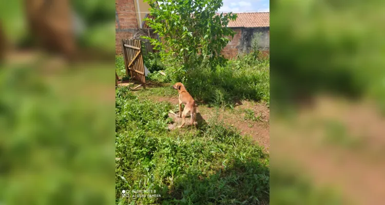 Situação de maus tratos a animais foi constatada em Ponta Grossa