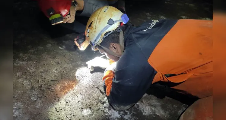 Animal em extinção de 1 mm é encontrado apenas em caverna no PA.