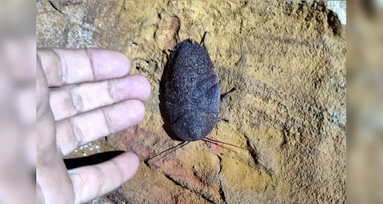 Animal em extinção de 1 mm é encontrado apenas em caverna no PA.