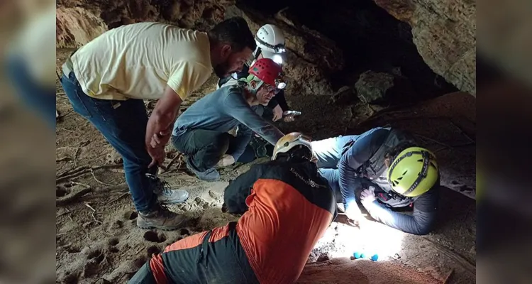 Animal em extinção de 1 mm é encontrado apenas em caverna no PA.