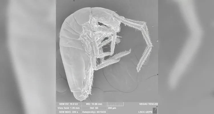 Animal em extinção de 1 mm é encontrado apenas em caverna no PA.