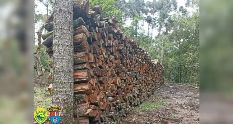 A Polícia Ambiental recebeu denúncia referente a desmatamento de árvores nativas na localidade de Água Branca, no município de São Mateus do Sul