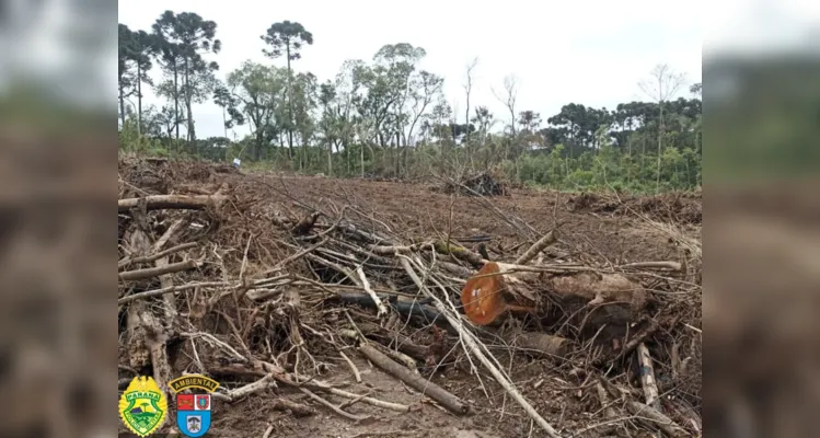 A Polícia Ambiental recebeu denúncia referente a desmatamento de árvores nativas na localidade de Água Branca, no município de São Mateus do Sul