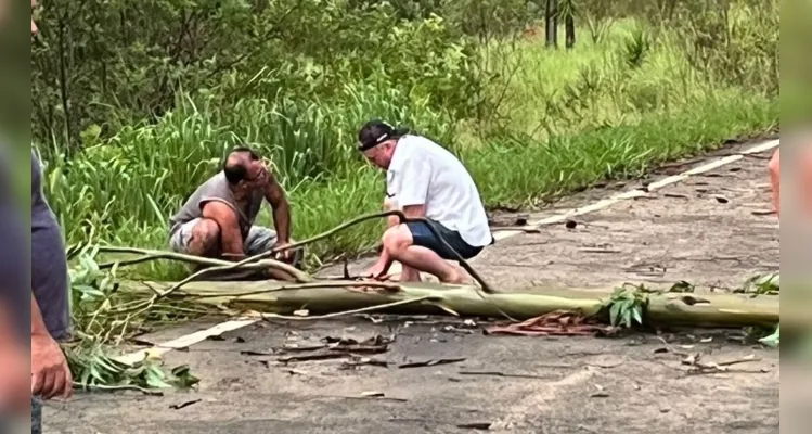 Prefeito de Tibagi sai do carro e ajuda a remover eucalipto na estrada 