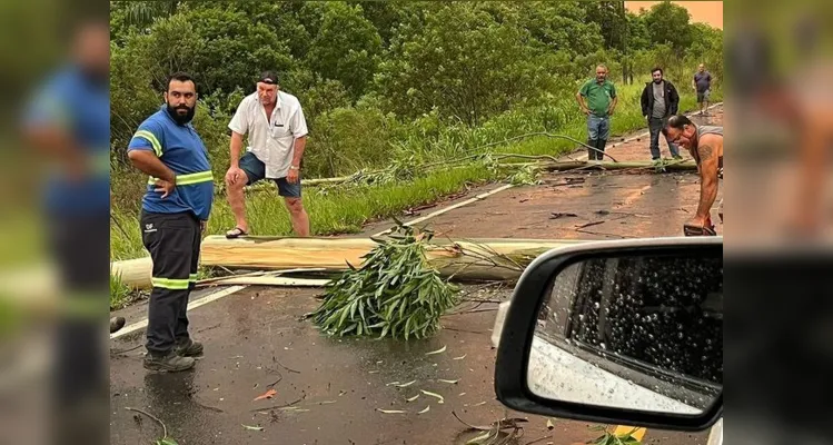 Prefeito de Tibagi sai do carro e ajuda a remover eucalipto na estrada 