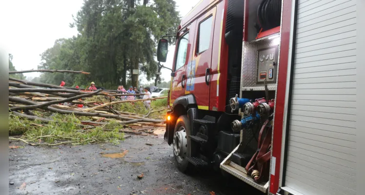 Árvore cai e mata homem em Ponta Grossa 