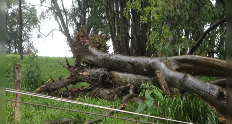 Árvore cai e mata homem em Ponta Grossa 