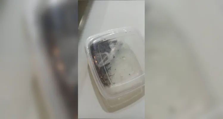 Confira imagens das drogas apreendidas até o momento