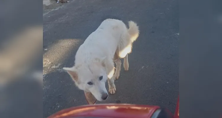 'Lua' é encontrada e entregue à família após matéria do Portal aRede