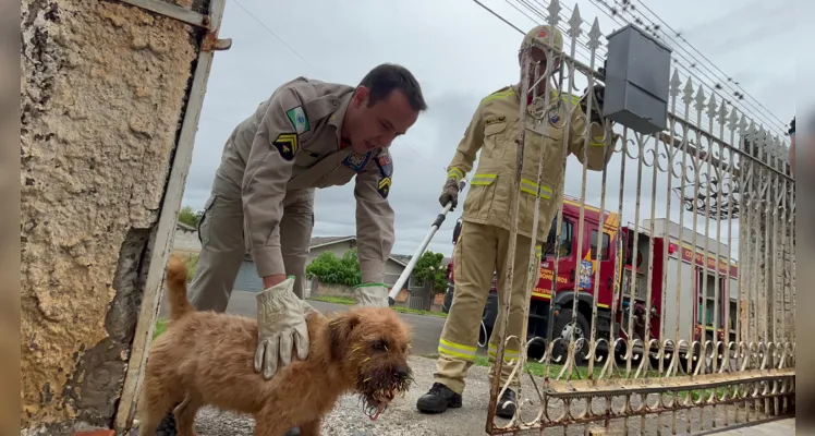 Cão e porco-espinho ficam feridos em ataque e assustam moradores