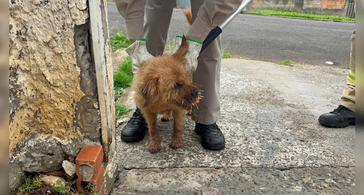 Cão e porco-espinho ficam feridos em ataque e assustam moradores