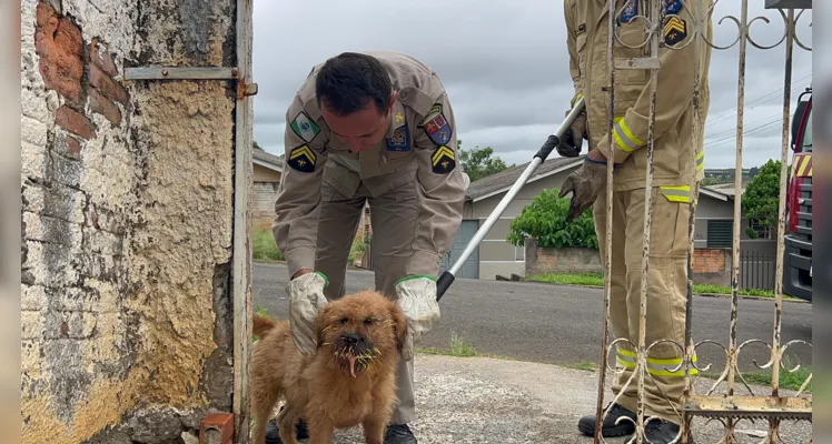 Cão e porco-espinho ficam feridos em ataque e assustam moradores