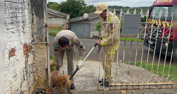 Cão e porco-espinho ficam feridos em ataque e assustam moradores