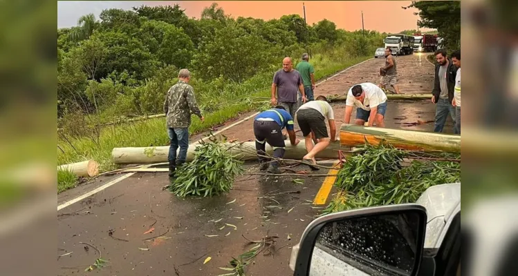 Prefeito de Tibagi sai do carro e ajuda a remover eucalipto na estrada 