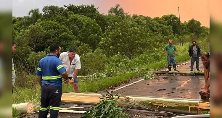 Prefeito de Tibagi sai do carro e ajuda a remover eucalipto na estrada 