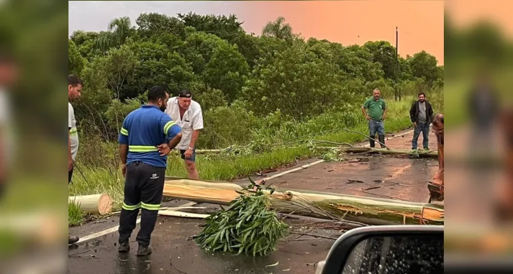 Prefeito de Tibagi sai do carro e ajuda a remover eucalipto na estrada 