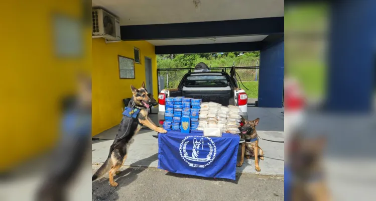 Cães Cronos e Camaro apontaram a presença de drogas no veículo