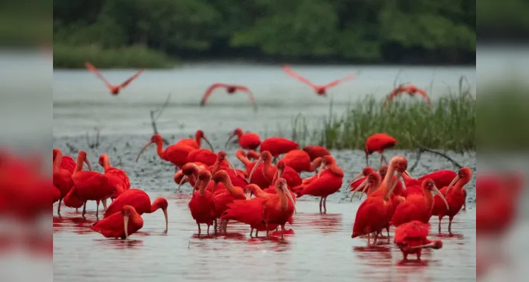 Aves começaram a retornar a região em 2008.