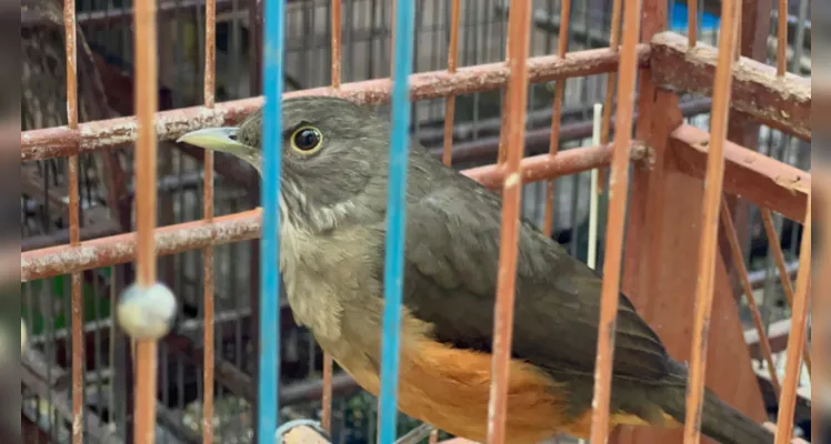 Polícia apreende cerca de R$ 12 mil em aves nativas no Cará-Cará