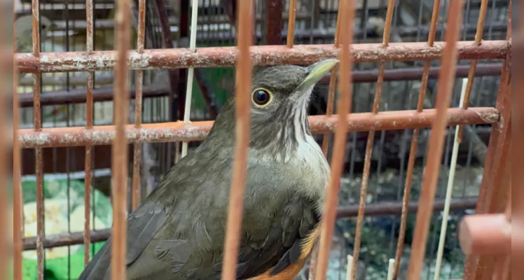 Polícia apreende cerca de R$ 12 mil em aves nativas no Cará-Cará