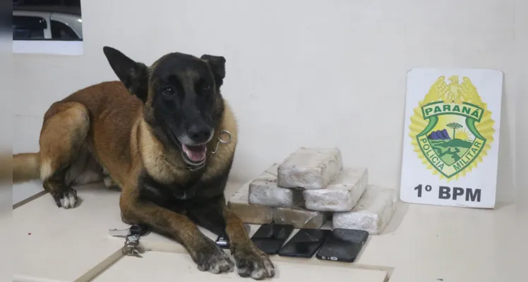 Operação contou com o apoio de um cão farejador