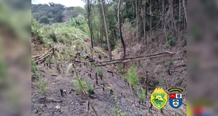 Foi constatado queima e corte de vegetação nativa.