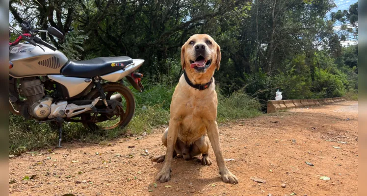 O Grupo de Operações de Socorro Tático (GOST), de Curitiba, do Corpo de Bombeiros foi acionado para realizar as buscas com auxílio de cães.