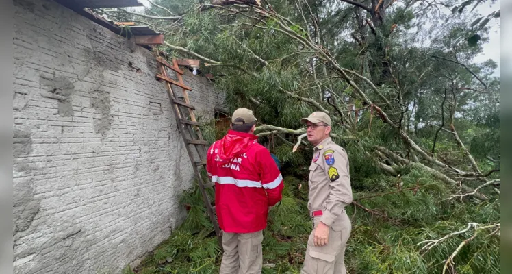 Árvore caiu durante o temporal que atingiu Ponta Grossa na tarde desta quinta-feira (21)