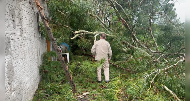 Árvore caiu durante o temporal que atingiu Ponta Grossa na tarde desta quinta-feira (21)