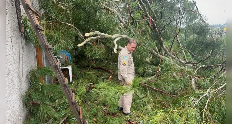 Árvore caiu durante o temporal que atingiu Ponta Grossa na tarde desta quinta-feira (21)