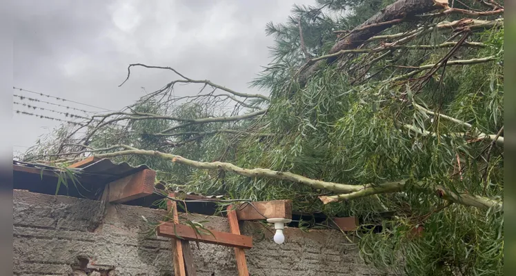 Árvore caiu durante o temporal que atingiu Ponta Grossa na tarde desta quinta-feira (21)