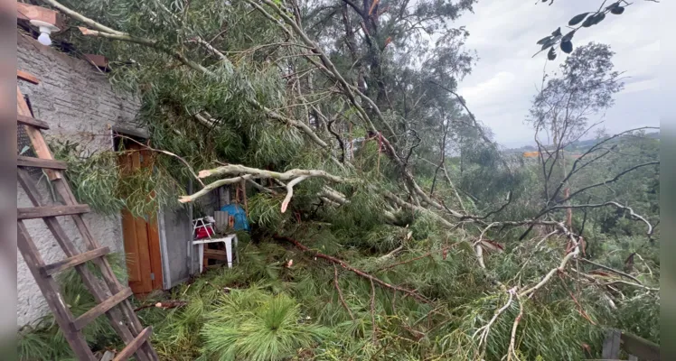 Árvore caiu durante o temporal que atingiu Ponta Grossa na tarde desta quinta-feira (21)