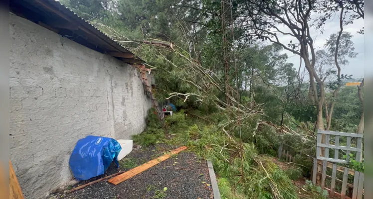 Árvore caiu durante o temporal que atingiu Ponta Grossa na tarde desta quinta-feira (21)