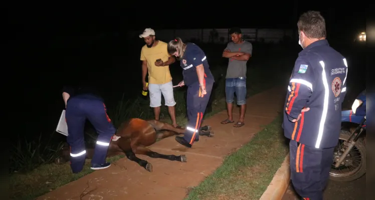 Homem e cavalo morrem em acidente, na região do Neves, em Ponta Grossa |