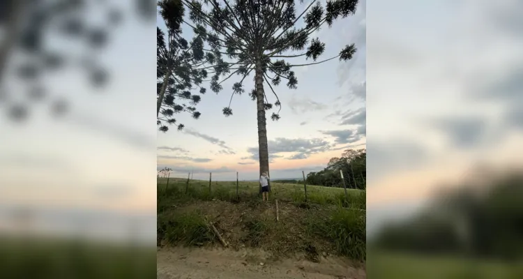 Confira os registros na escola e as fotos feitas pelos alunos para valorizar o símbolo do Paraná.