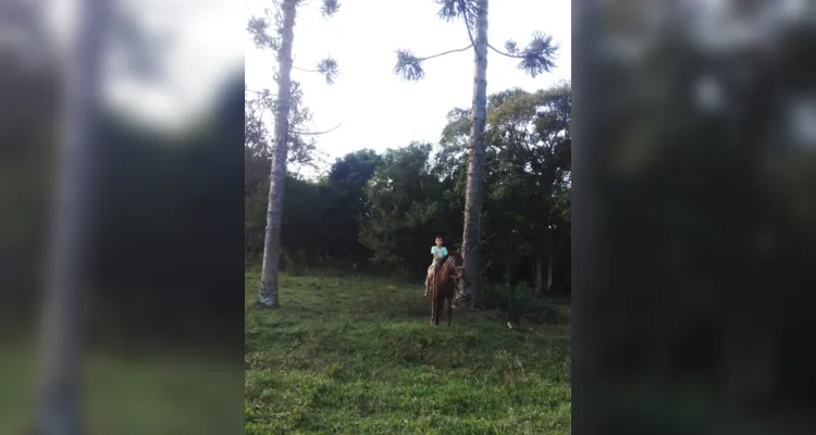 Confira os registros na escola e as fotos feitas pelos alunos para valorizar o símbolo do Paraná.