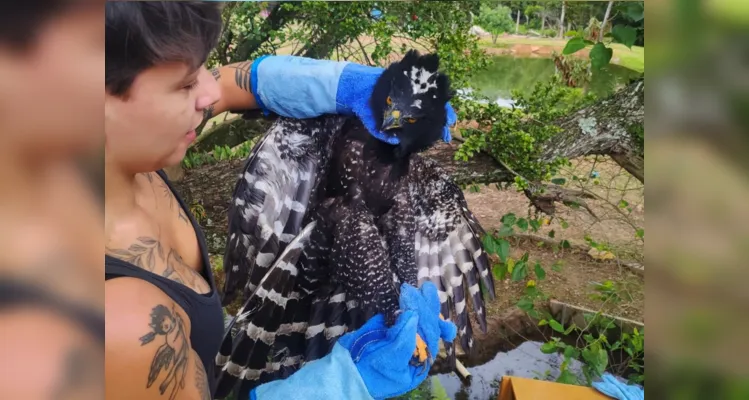 Animal foi resgatado no bairro Santa Paula, em 26 de março.