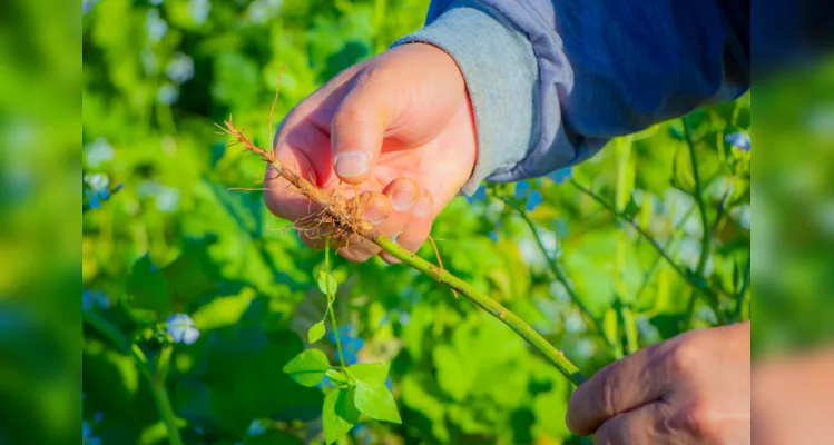 Com boas práticas, Fazenda Escola reduz emissão de carbono no ar