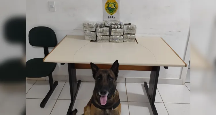 Cão Maximus indicou a mala onde foram localizados mias de 10 quilos de maconha