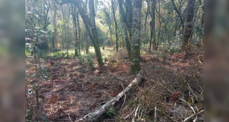 Na propriedade foram apreendidos 9,40 metros cúbicos de lenha nativa