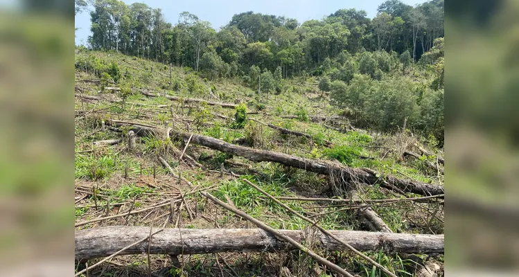 Houve o corte raso de espécimes nativas em uma área correspondente a 7,87 hectares.