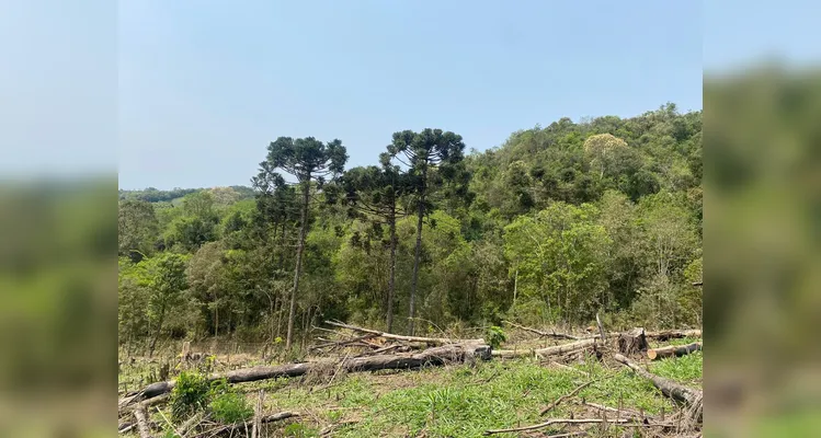 Houve o corte raso de espécimes nativas em uma área correspondente a 7,87 hectares.