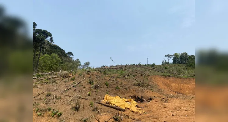 Houve o corte raso de espécimes nativas em uma área correspondente a 7,87 hectares.