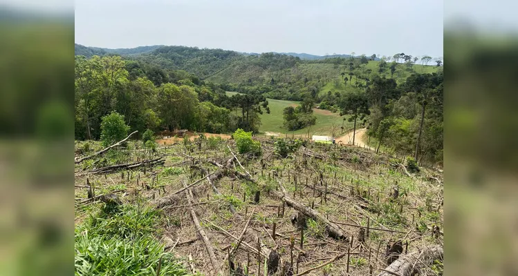 Houve o corte raso de espécimes nativas em uma área correspondente a 7,87 hectares.